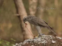 Havik [Astur Gentilis]